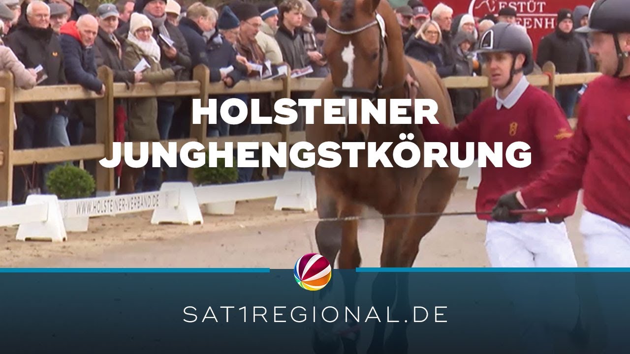 Pflastermusterung bei der Holsteiner Junghengstkörung in Elmshorn