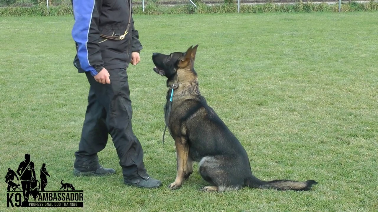 Odin Katargo - Obedience / K9 Ambassador