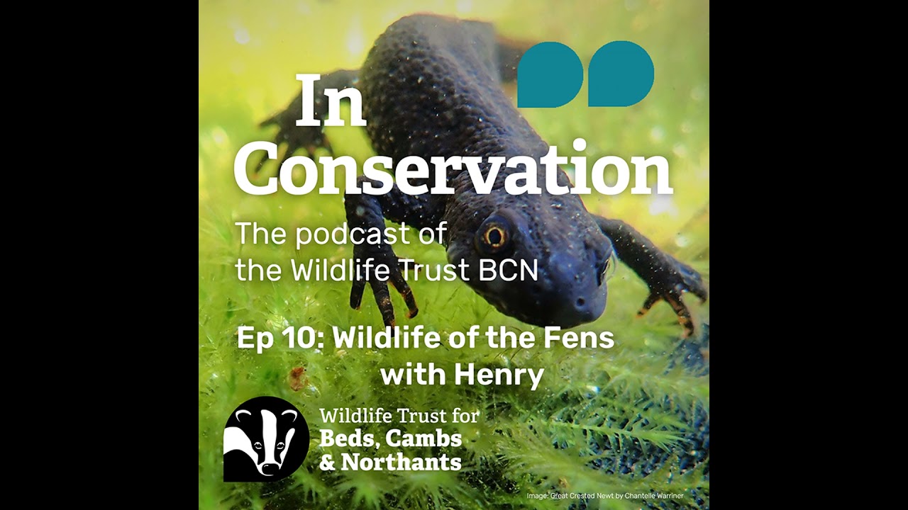 Episode 10: Wildlife of the Great Fen with Henry