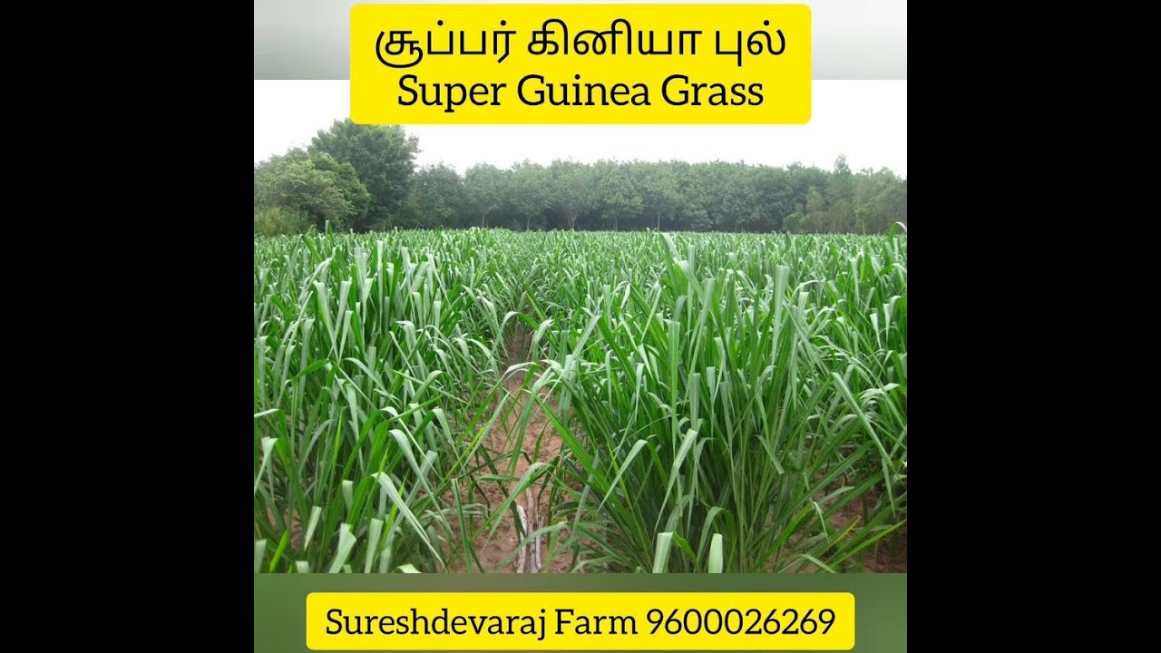 Super Mombaca F1 | சூப்பர் மொம்பாசா புல் |  Super Mombasa in India