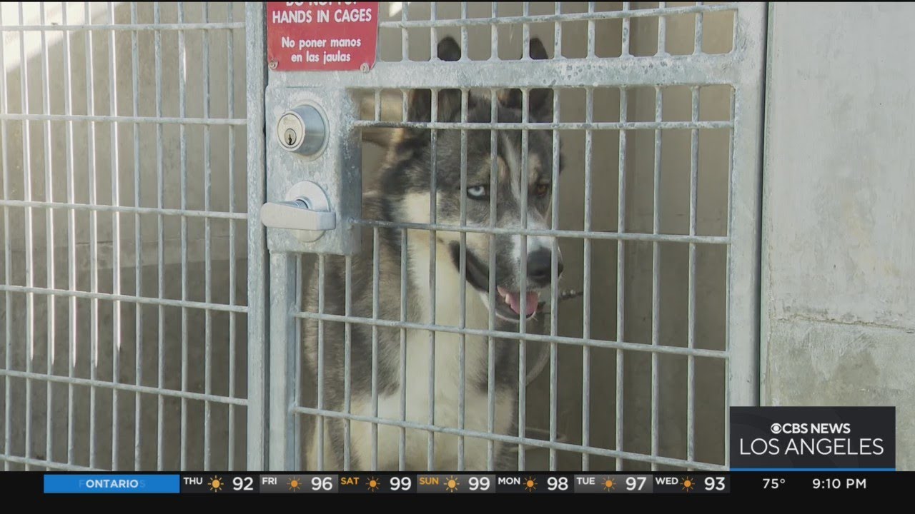Investigation says dogs at LA Animal Shelters go weeks, months without walks