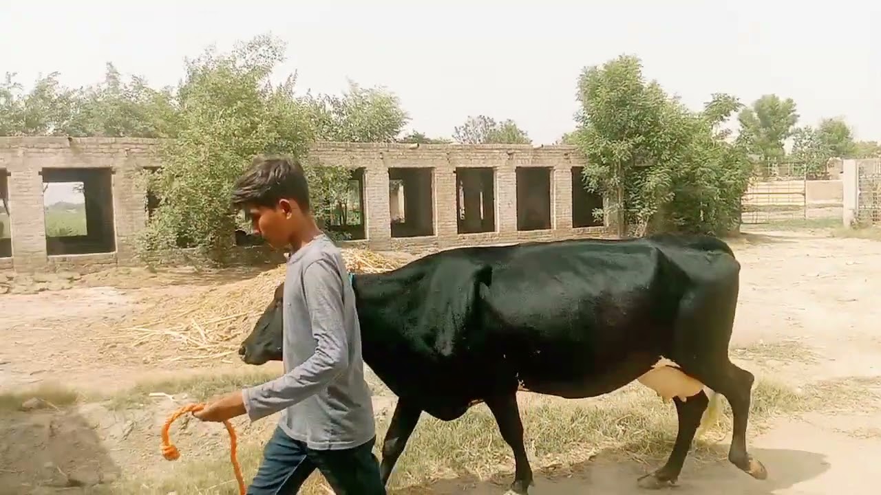 Basirpur cows teh Depalpur Master yousaf dairy farm 03454677129