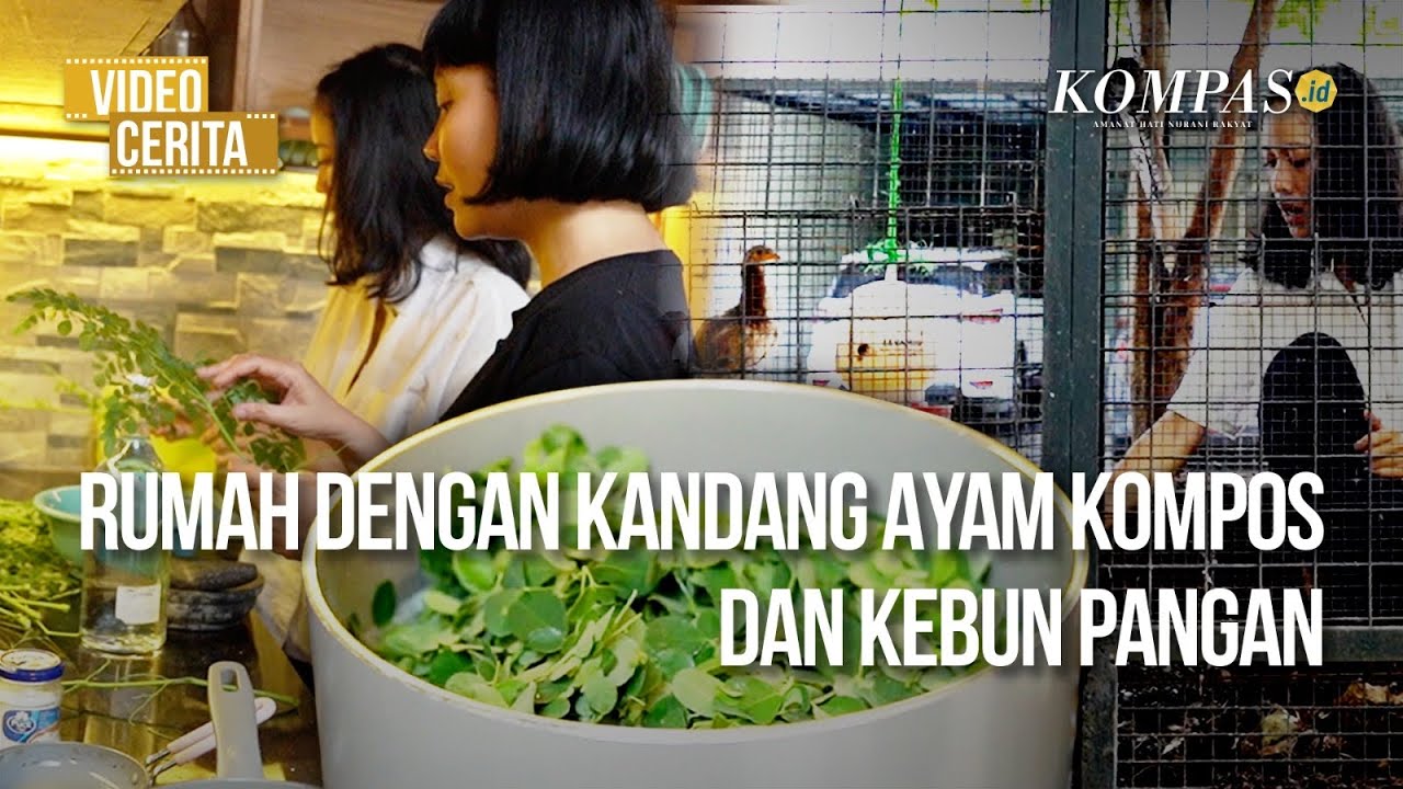 Mencukupi Gizi Keluarga Urban dari Kebun dan Kandang di Pekarangan Rumah