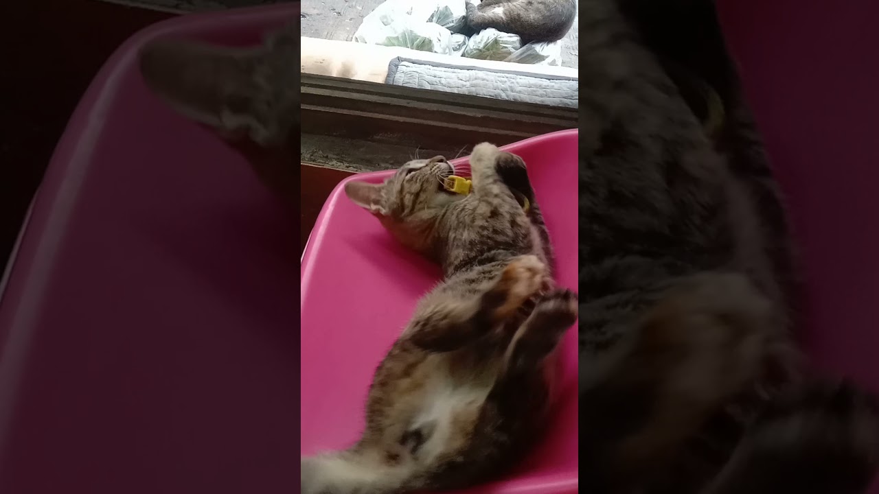 Kitten playing with her collar!🥺🥰
