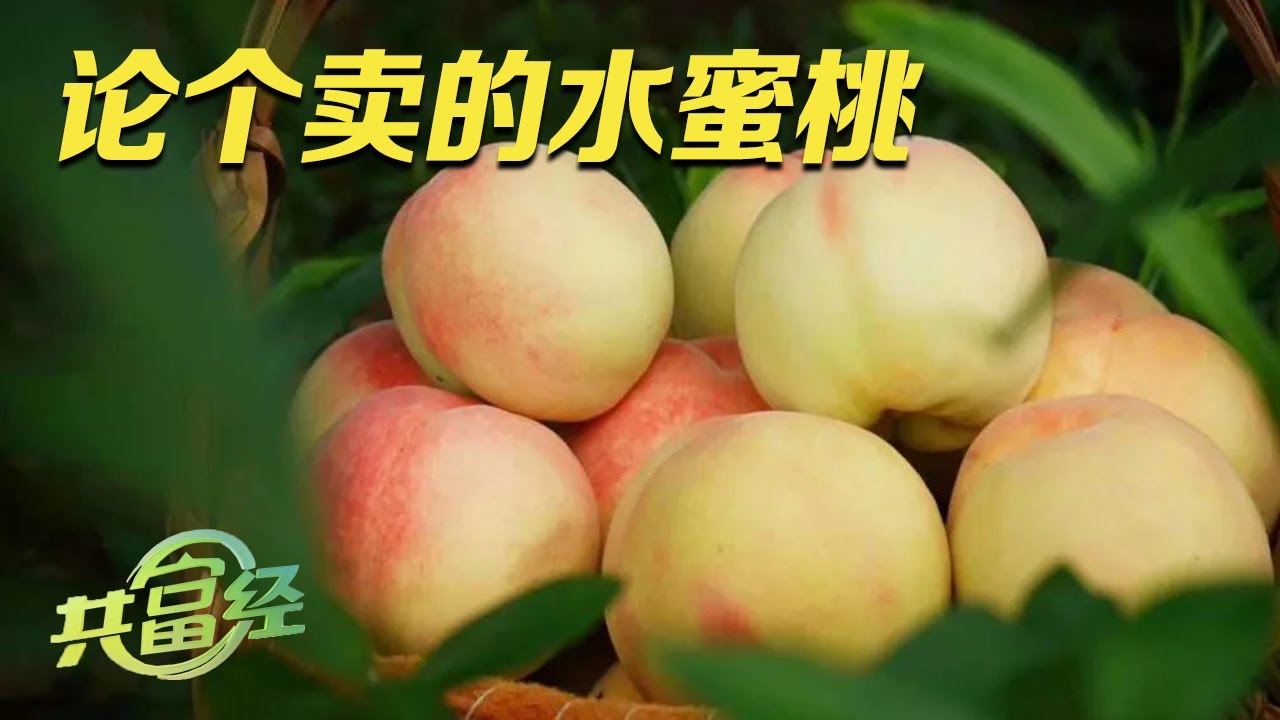 一个桃子卖到108元！这里种植的水蜜桃卖法很特别，竟然论个卖！让果农赚大钱的阳山水蜜桃到底有何神奇之处？|「共富经」20230809