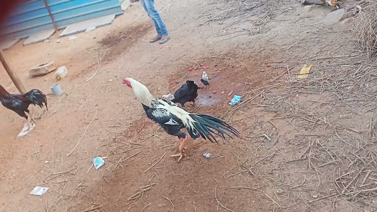 Maddikera agraharm