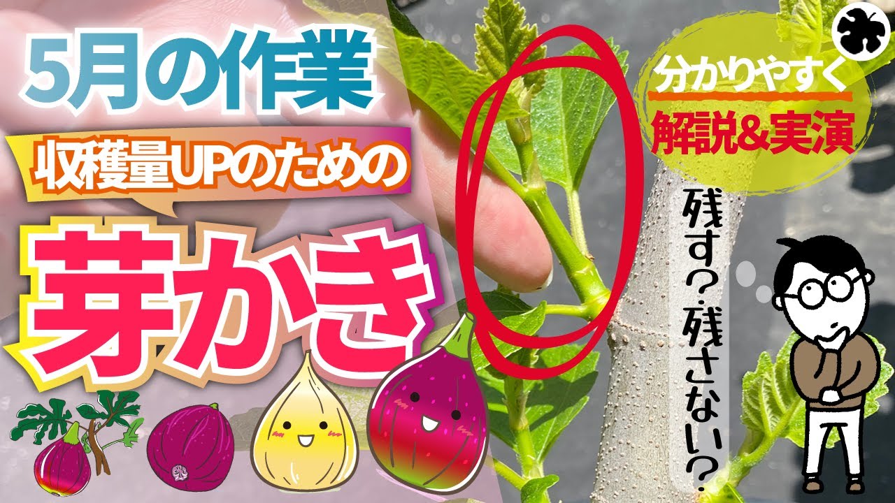 【イチジク】３年目以降の芽かきを実演！実付きが悪くて困っている方は観て下さい！（育て方）