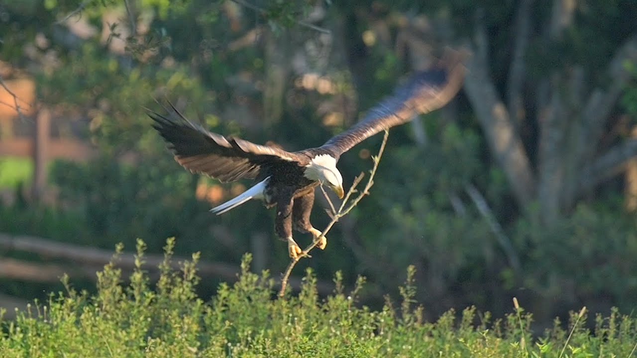 SWFL Eagles- M15 and Maybelline Nestorations In Full Swing! Food Gift Accepted #eagle #m15 #swfl