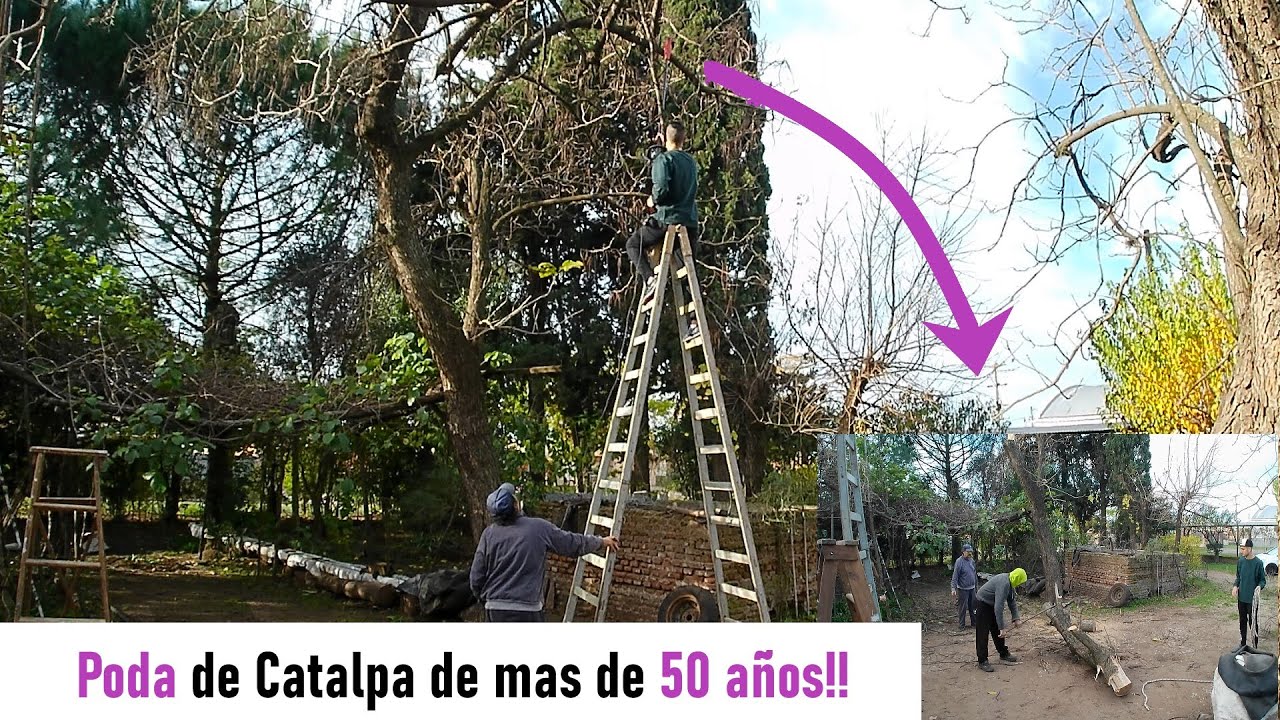 Recoleccion de Nuez pecan + Poda de catalpa de mas de 50 años. [ARG] [TIME-LAPSE-VIDEO]