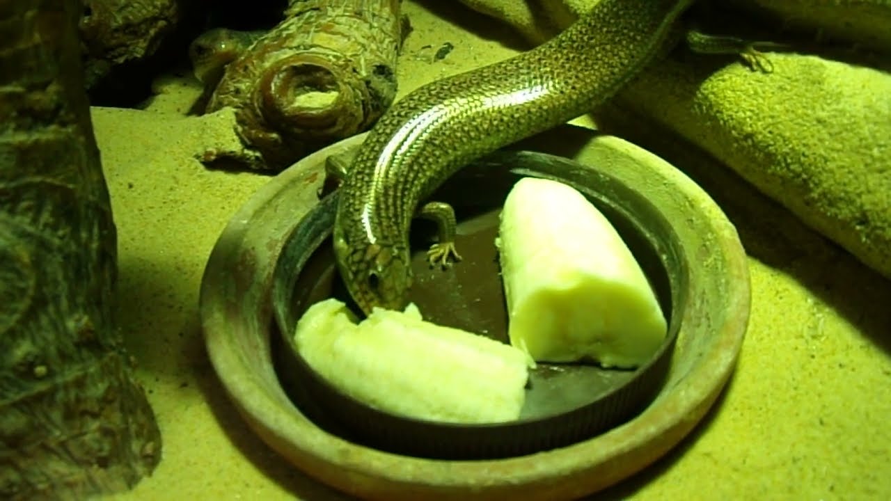 Banane für Chalcides polylepis marokkanischer Vielschuppen Skink