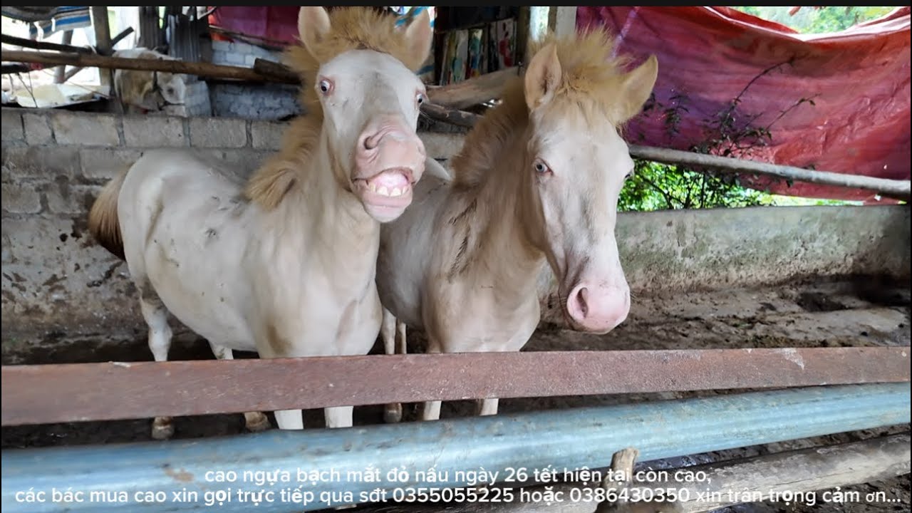 A tuyến vượt hai tỉnh đông bắc tìm mua được ngựa bạch mắt đỏ ưng ý @Tieng.Goi.Vung.Cao.592 @GÁIBẢN 
