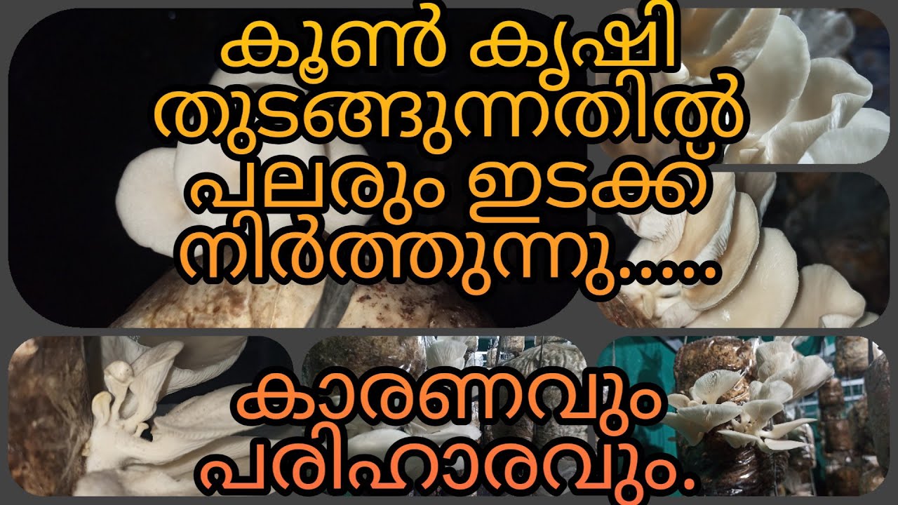 കൂൺ കൃഷി തുടങ്ങുന്നവർ ഇടക്ക് നിർത്തി പോകുന്നു... കാരണവും പരിഹാരവും.