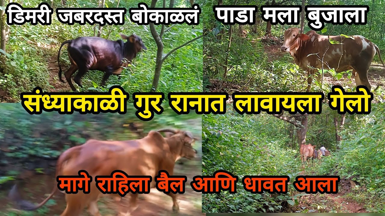 संध्याकाळी गुरे रानात लावायला गेलो | पाडा व डिमरी मला बुजायला लागली | बैल एकटा मागे राहिला धावत आला 