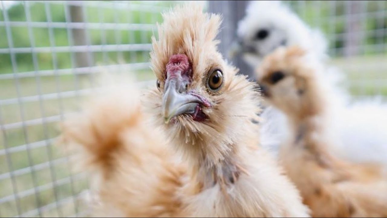 SILKIE CHICKENS 101 | What I Wish I'd Known About Silkies | Backyard Poultry Breeds For Beginners