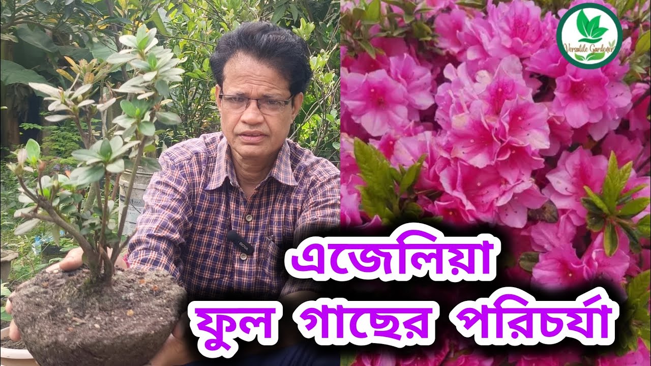 আর মরবে না এজেলিয়া ফুলের গাছ | Azalea Flower Plant Care