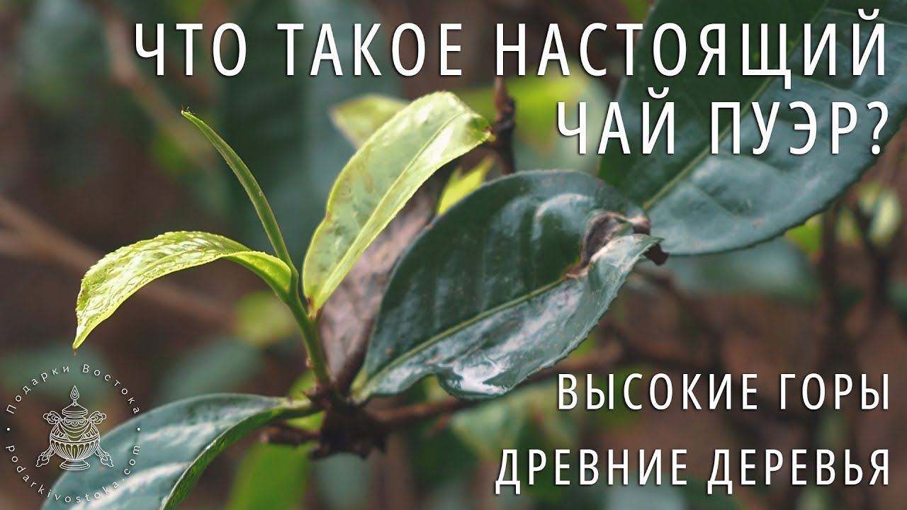 ЧТО ТАКОЕ НАСТОЯЩИЙ ЧАЙ ПУЭР? Ч.1: Растение, Терруар. Фильм Про Чай Пуэр. Путешествие по китаю.