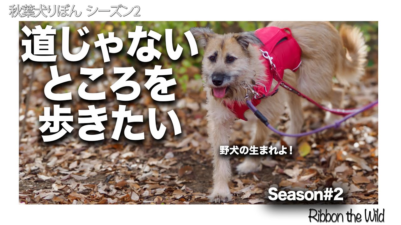道じゃないところが歩きたい_秋葉犬りぼん