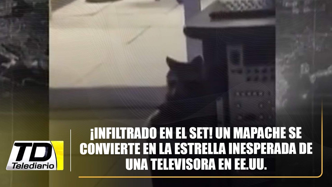 ¡Infiltrado en el set! Un mapache se convierte en la estrella inesperada de una televisora en EE.UU.