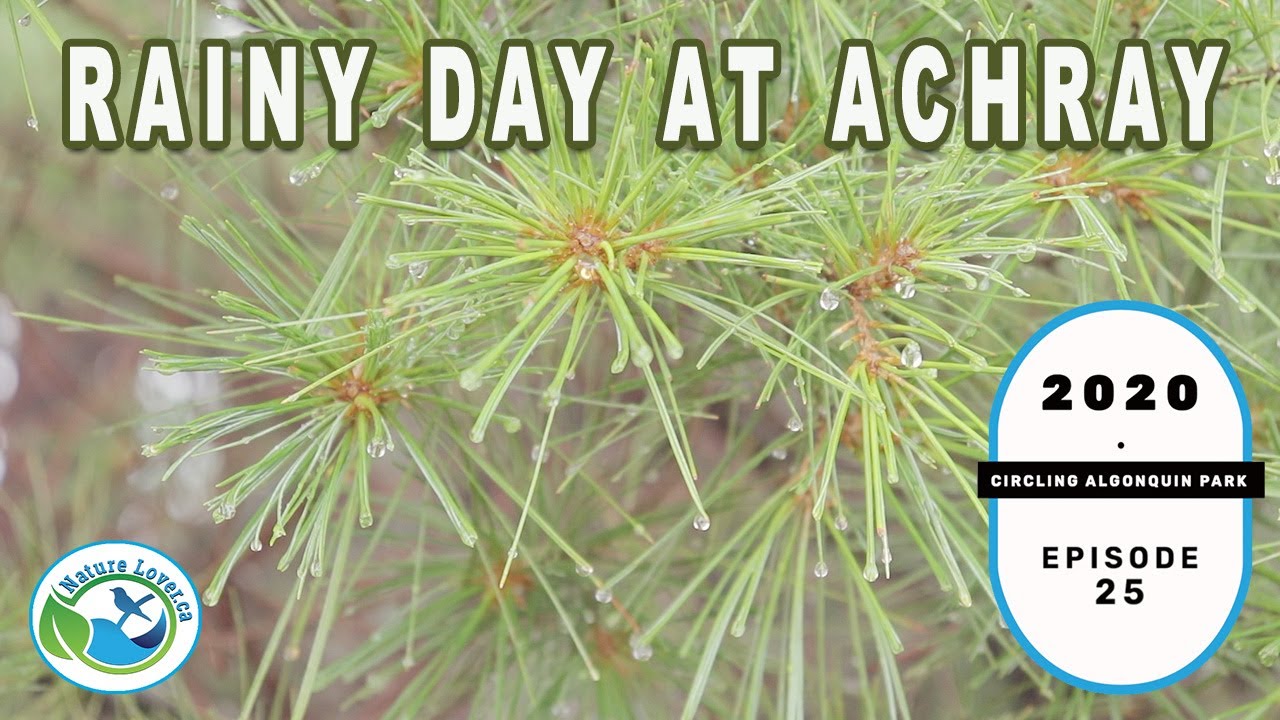Rainy Day At Achray - Nature's Beauty - Circling Algonquin Park Series - Ep 25