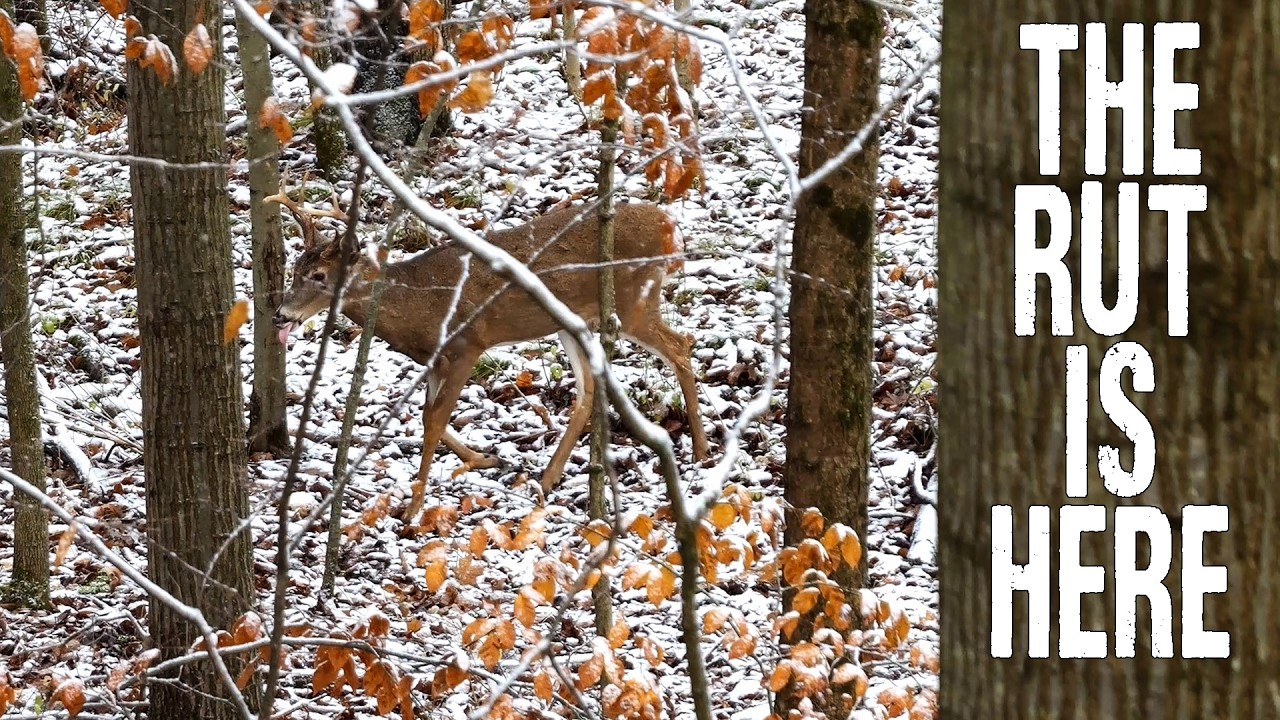 The Rut Is Here! | More Of Isaac's Hunts | Family Dream Farm