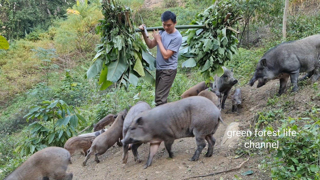 Vegetable, grass and corn party for wild boar. A busy day with wild boar. Green forest life (ep249)