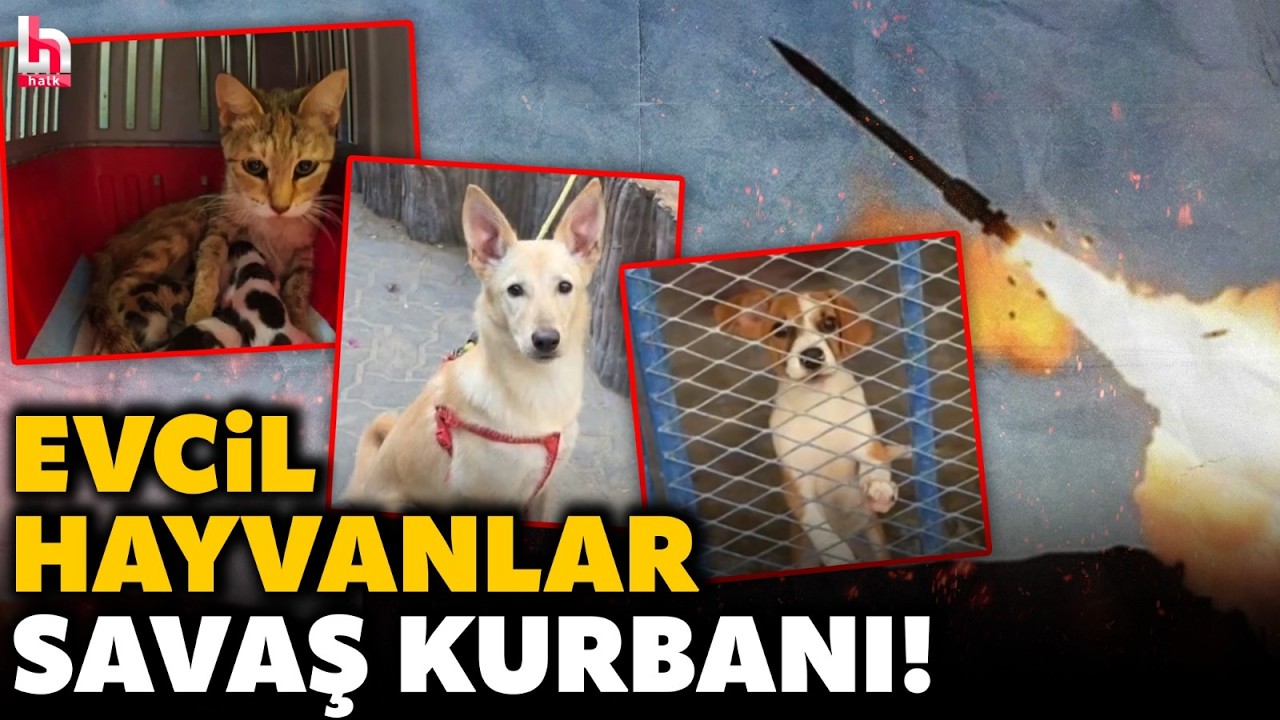 Savaş her yönü ile acıya yol açıyor: Dubai'de binlerce evcil hayvanı sokaklara salıp kaçtılar!