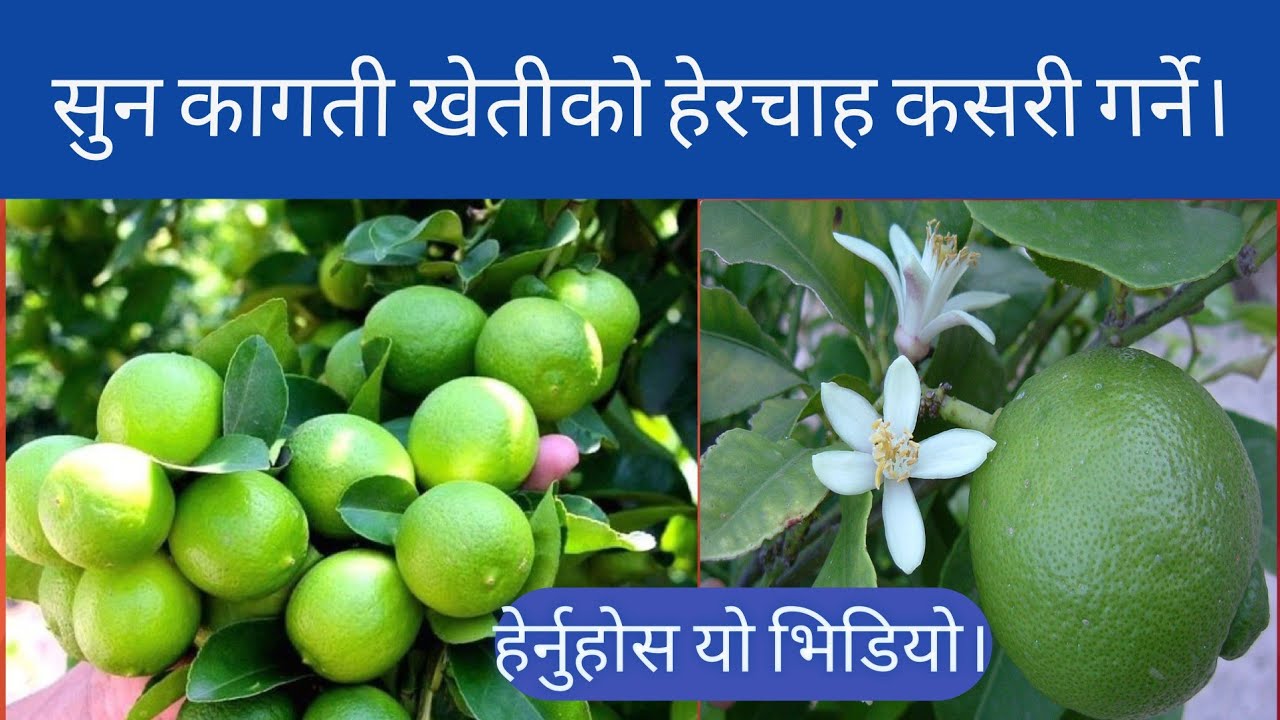 सुन कागती खेतीको हेरचाह कसरी गर्ने||Sun Kagati Kheti in Nepal||Kagati Kheti||@MinuBudha