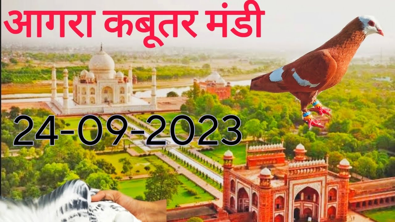 Agra kabutar market ( Sunday market 2023)
