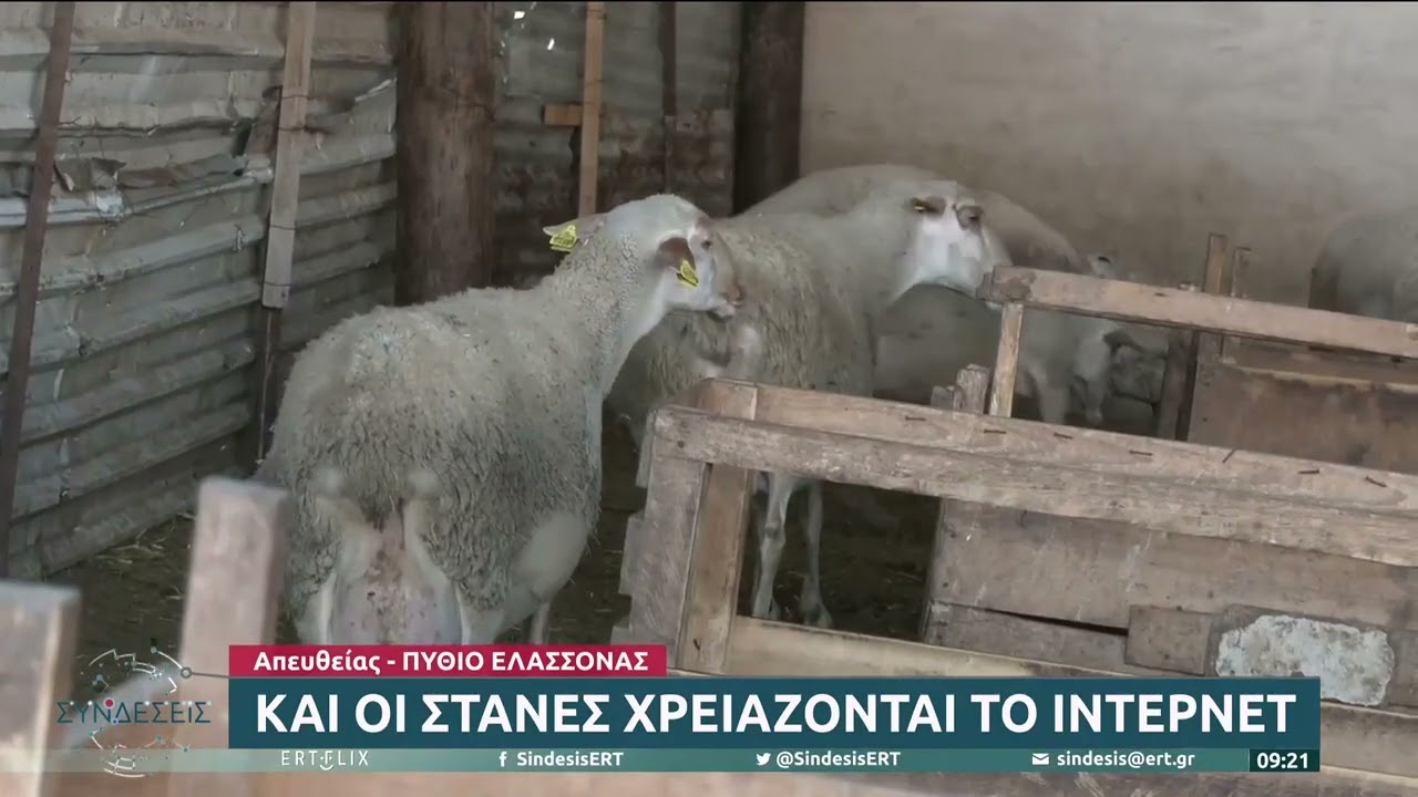 Και οι στάνες χρειάζονται το ίντερνετ | 6/1/23 | ΕΡΤ