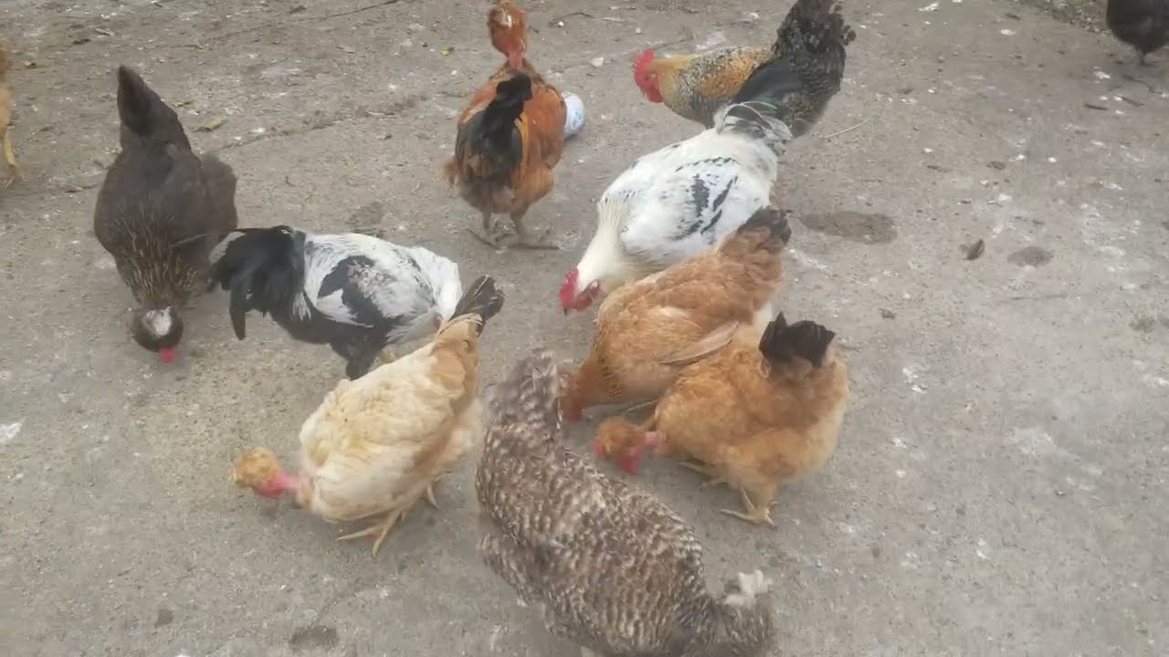 Vida de campo: criando pollos con amor.#gallinas #pollos #gallos #vidadelcampo.🐓🐓🐓🐓🐓🐓