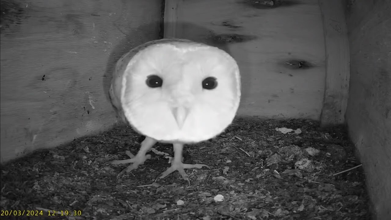 Barn Owl Nest Box camera 20/03/2024