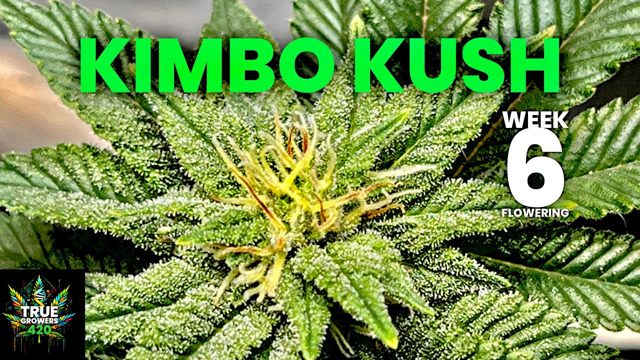 Week 6 of flowering my Kimbo Kush/closer and closer to harvest