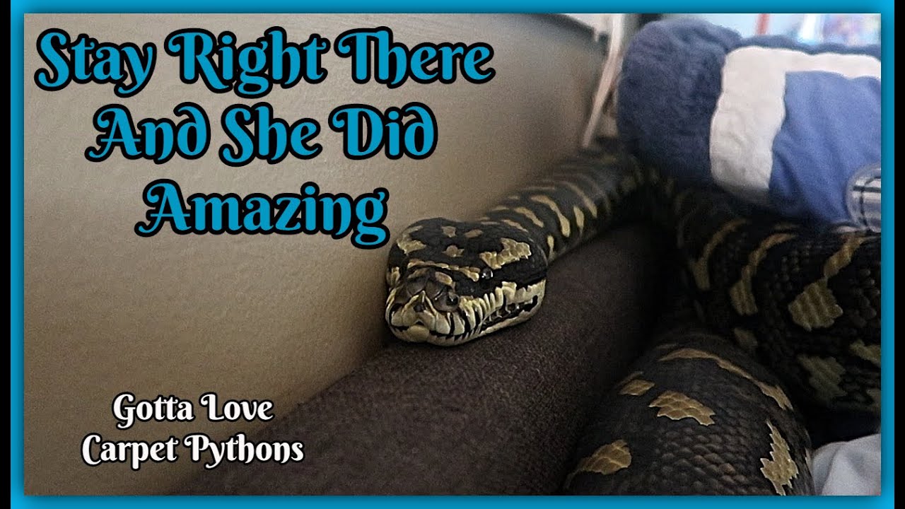 Jungle Carpet Pythons! Are Amazing Python To Have
