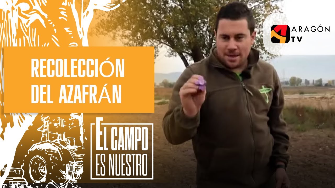 Recolección del azafrán