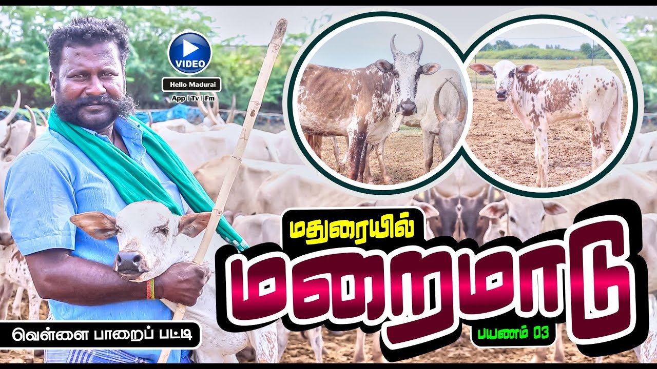 வெள்ளை பாறைப்பட்டி கிடைமாடு | மலை மாடு | கீதாரி வாழ்க்கை பயணம் 03 | Hello Madurai | Tv | Fm | Web