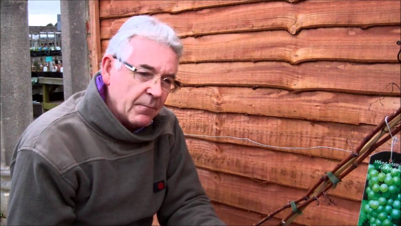 Planting Grape Vines | Growing Grapes Tips | Growing Grapes Guide