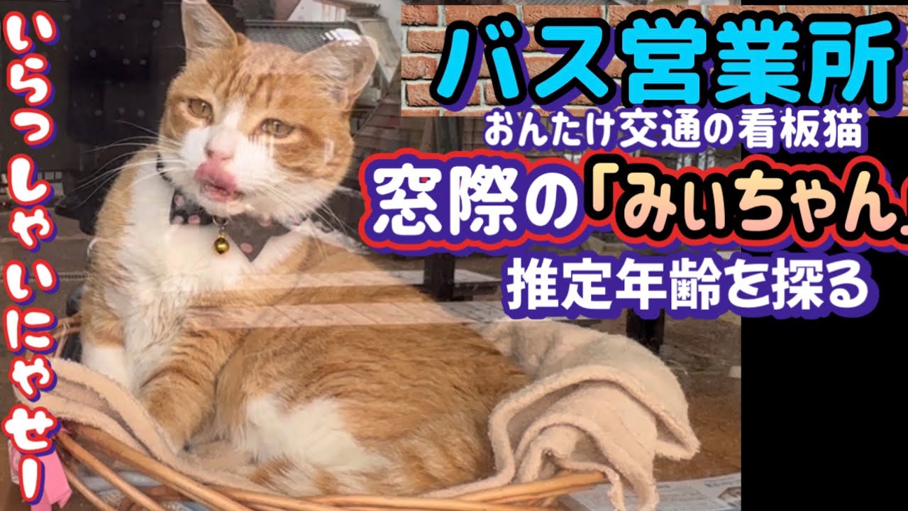 【おんたけ交通南木曽営業所に暮らす「みぃちゃん」】皆さんの疑問を解決する？