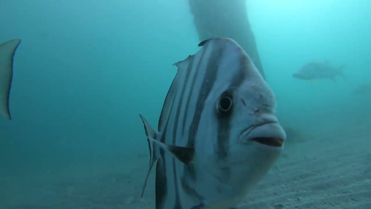 Juno Beach Pier, underwater Camera, Snook, Sharks And More