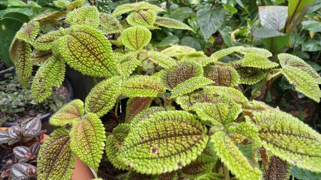 PILEA. Conheça 7 tipos de PILEA do QUINTAL DO TAPIRI AMAZÔNIA