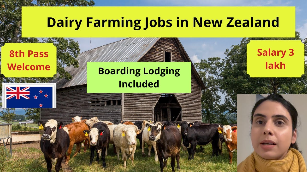 Dairy Farming Jobs in New Zealand | Dairy farm Job in NZ|How to find Job in NZ Dairy Farm