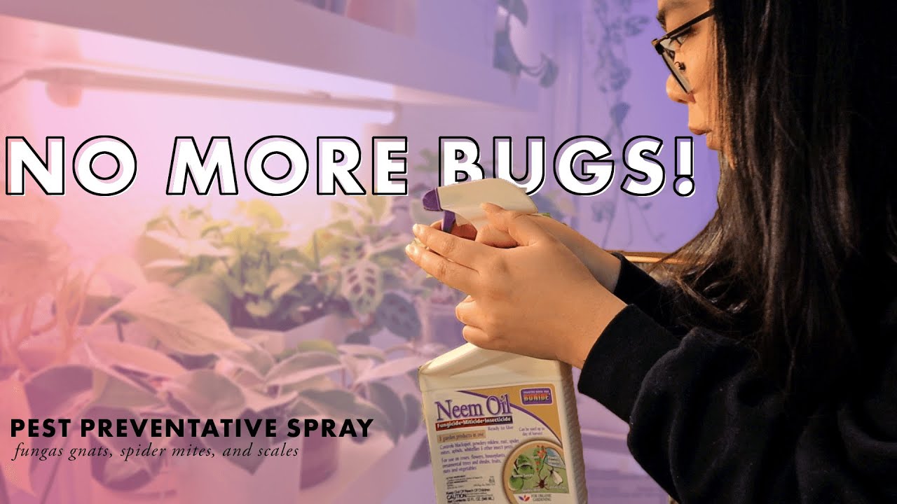 My Pest PREVENTION Routine! | Fungas Gnats, Spider Mites, and Scales