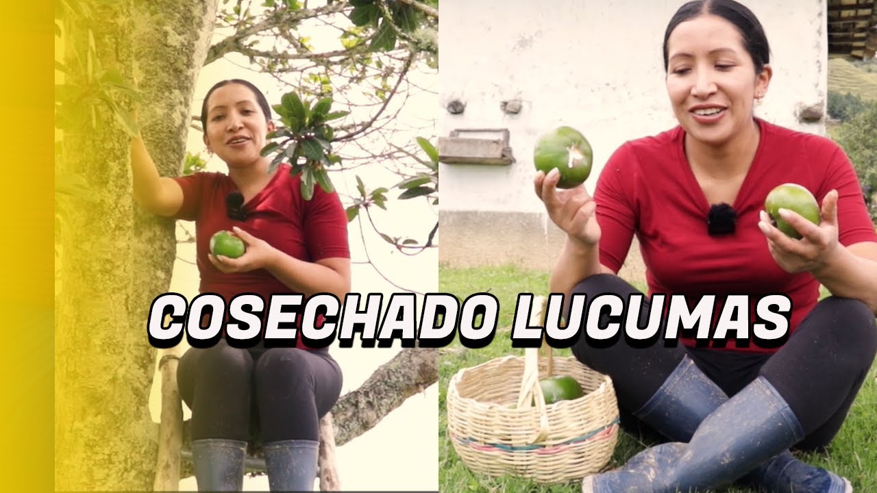 Cosechando Lumas o Lucumas en el Campo.