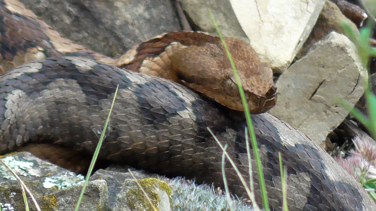 POSKOK ZMIJA PREDATOR (Vipera ammodytes)