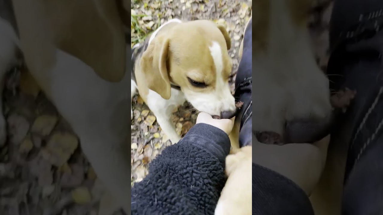Вкусно всегда и везде с лакомством от Mag&Dogs #лакомствадлясобак #mag  #бигль #лакомство #вкусно
