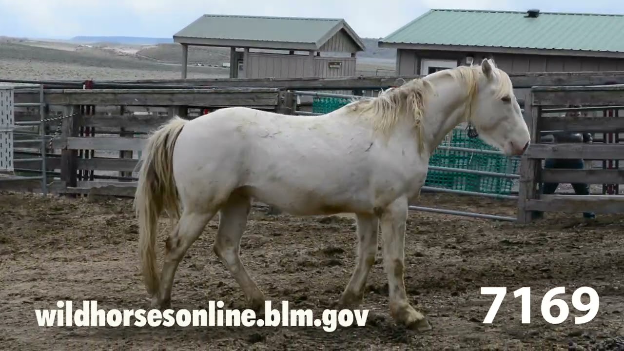 Wild Horse Adoption July 2022