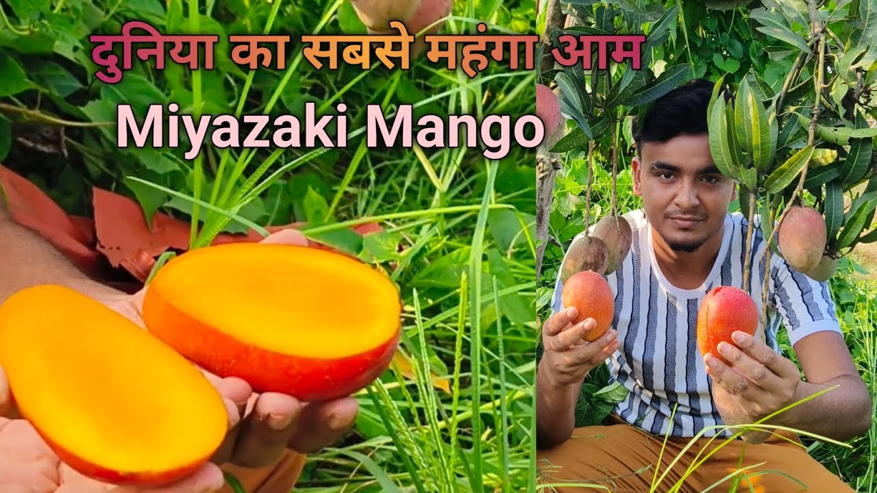Miyazaki mango farming successful in india