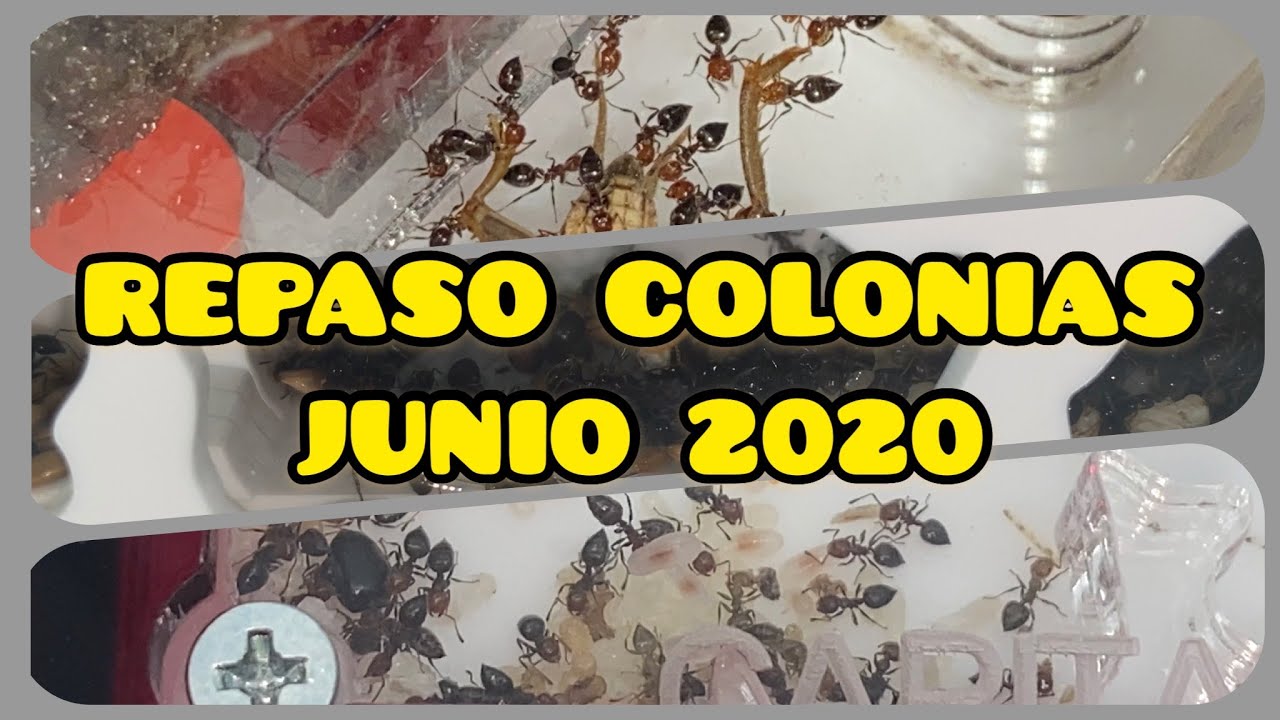 REPASO DE COLONIAS JUNIO 2020 - - - ENSEÑO TODAS MIS HORMIGAS