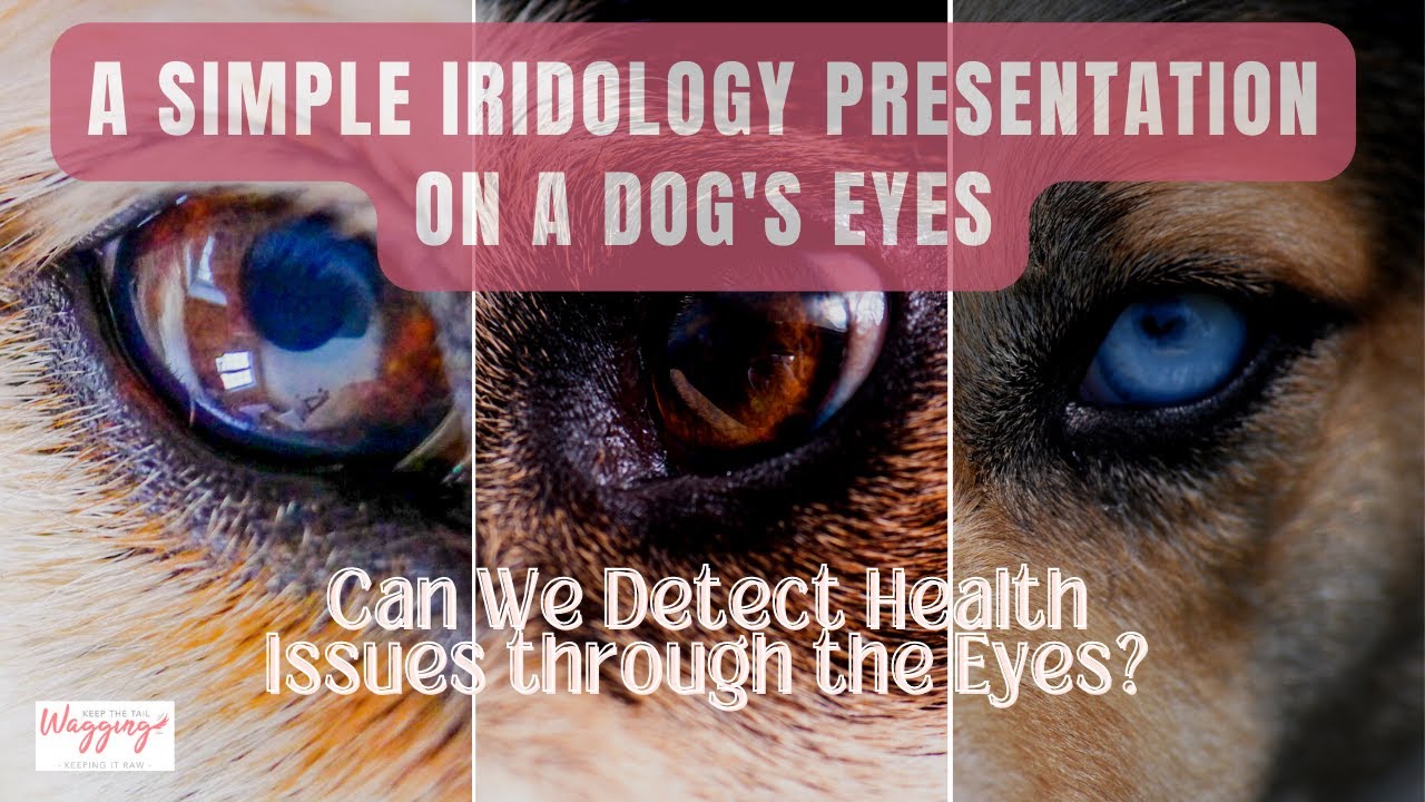 Presentation of an Iridology (Eye-Ri-Dology) Reading for a Dog | The Alternative Dog Moms podcast