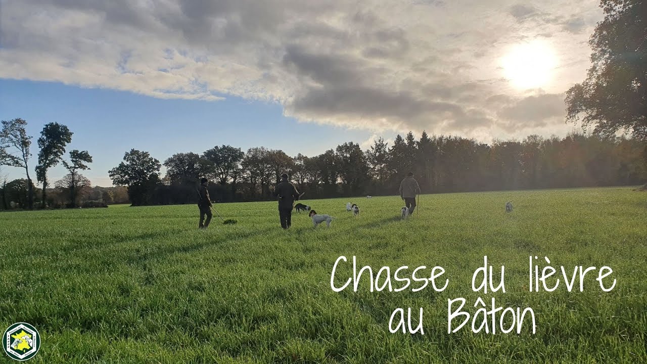 Chasse aux chiens courants - Chasse du lièvre au Bâton