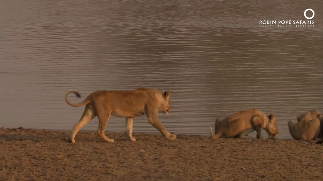 Safari Diaries: Risky Sundowner